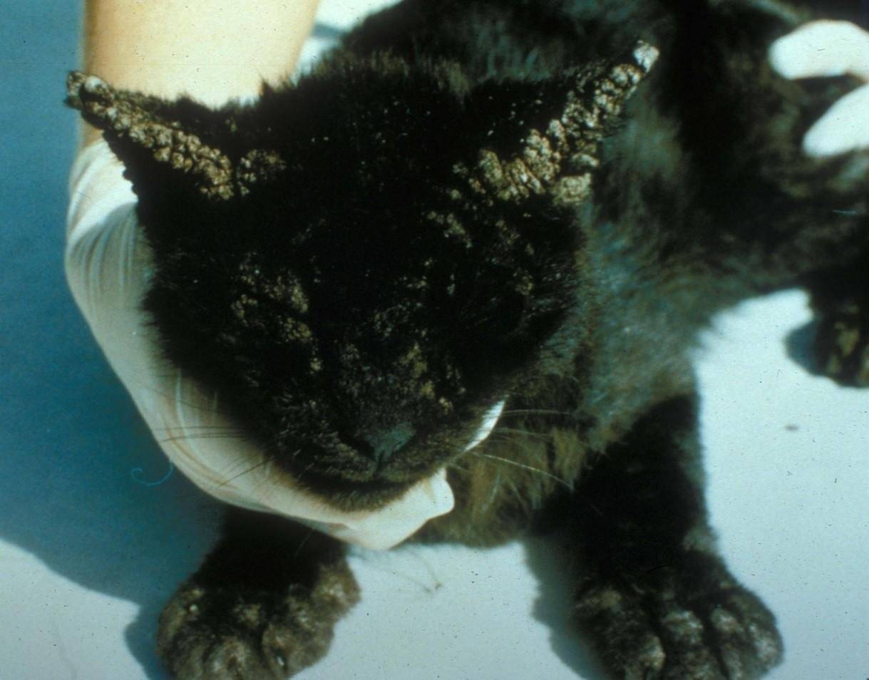 Нотоэдроз у кошек - симптомы, фото и лечение