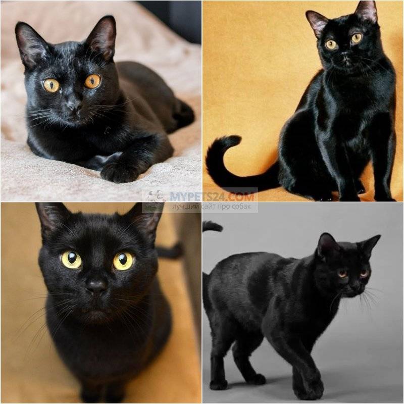 Черные кошки: примеры различных оттенков глаз и названий пород, характер питомца