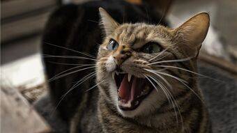 Признаки роста зубов у котят. у котенка режутся зубы: что надо делать и что не надо