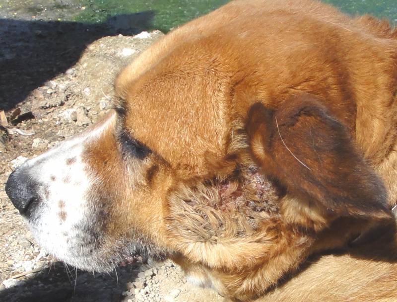 Красные уши у собаки – причины, первая помощь и лечение