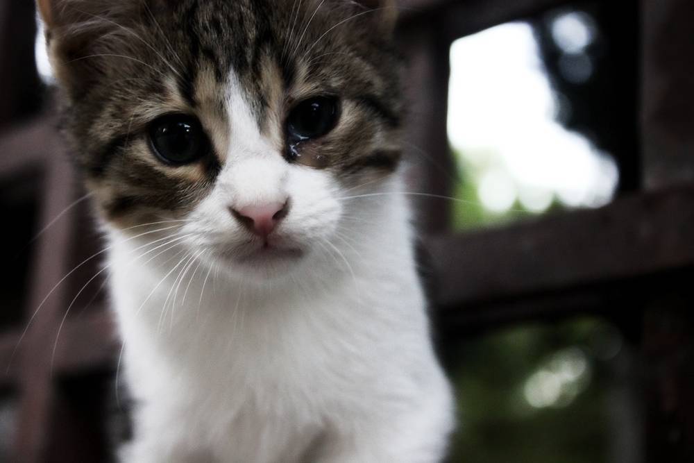 Болезни глаз у кошек и котов: симптомы с фото и лечение