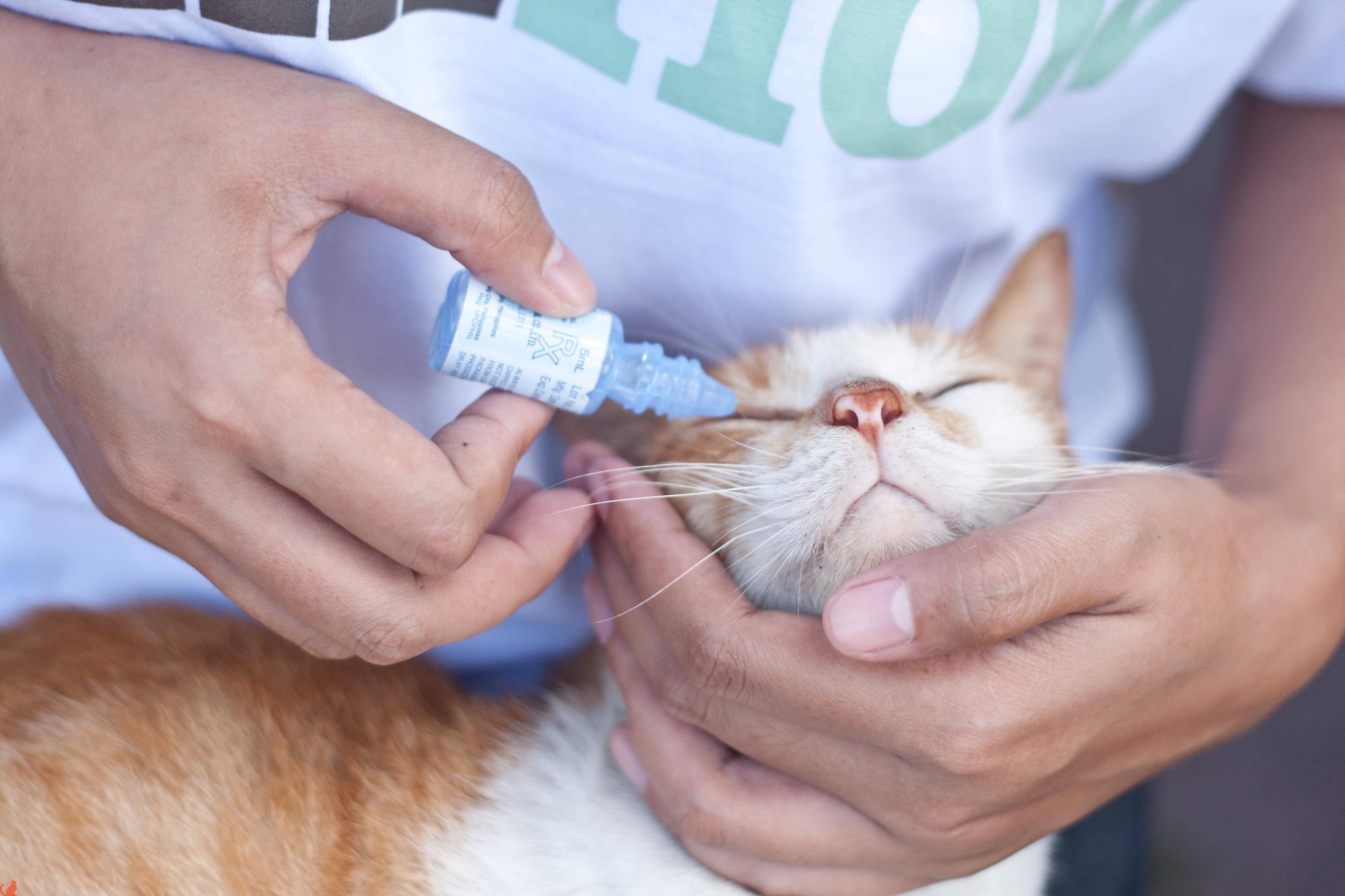 4 причины, почему кошка чихает: как лечить и что делать