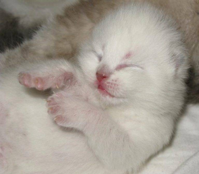 Кошка храпит во сне нормально ли, почему кот сопит?