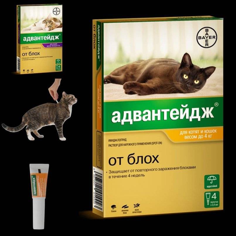 Инструкция по применению препарата Адвантейдж для котов