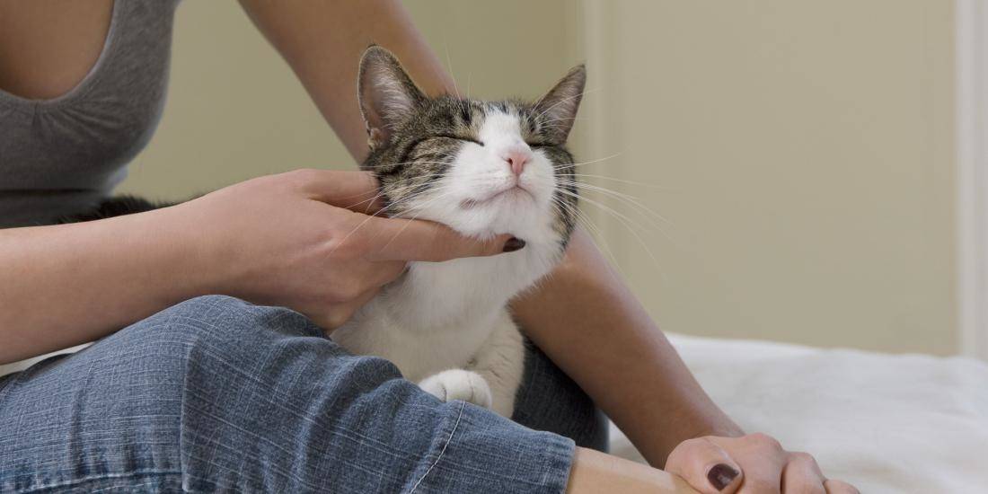 Спазмы живота у кошки: причины и лечение