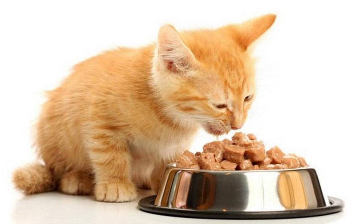 Можно ли кормить кошку или кота только сухим кормом?