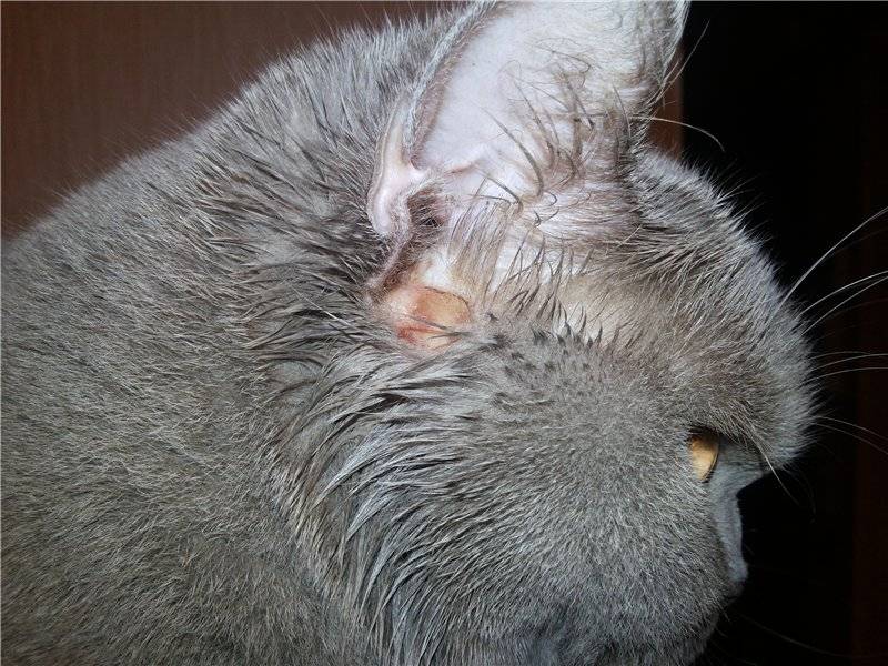 У кошки течет из уха: как лечить, мероприятия по диагностике