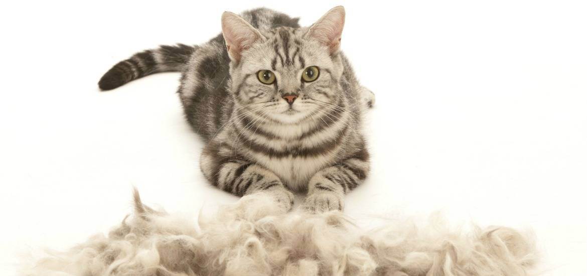 Все о линьке у кошек: причины, длительность, как уменьшить количество шерсти