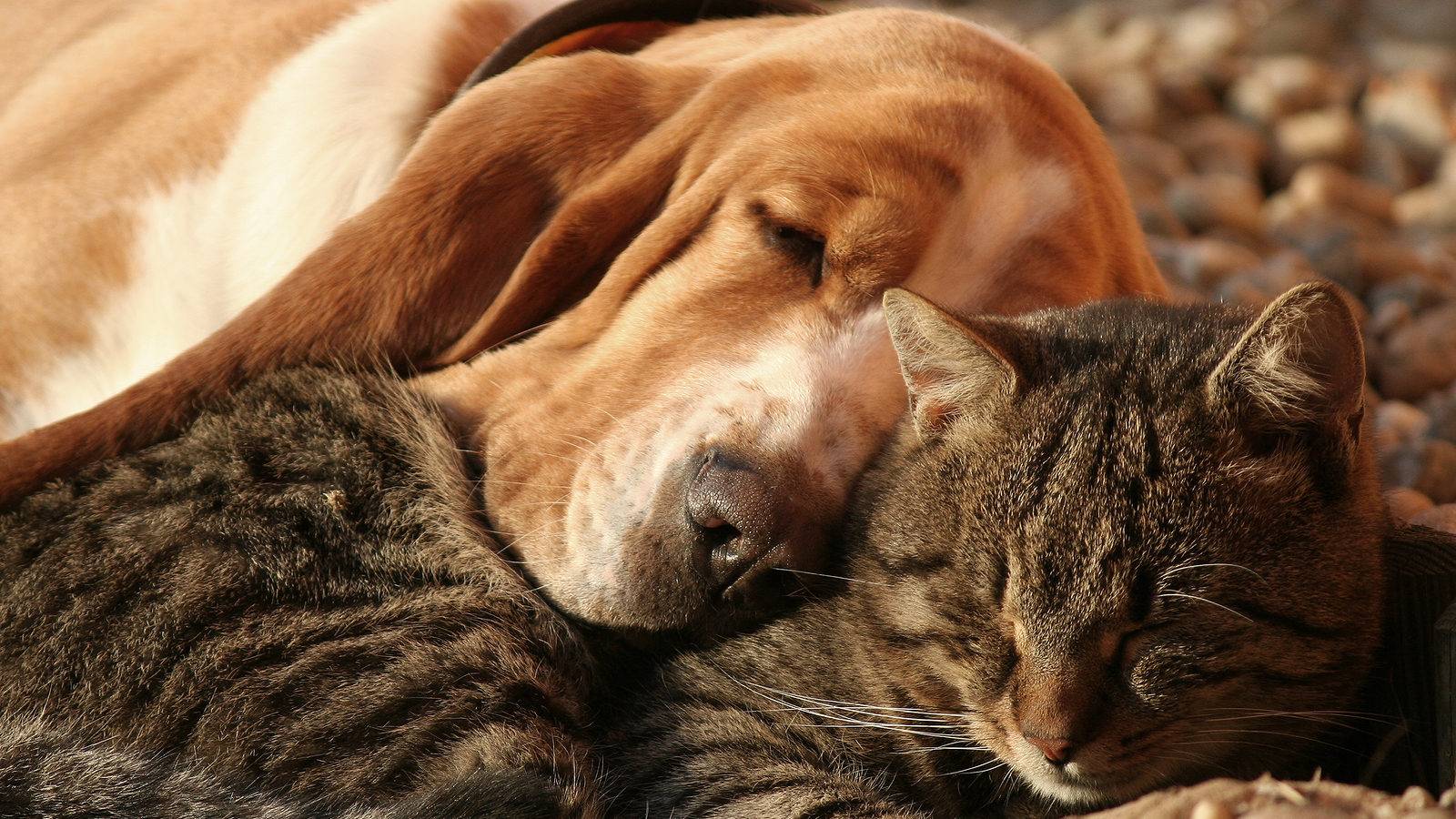 Как подружить кошку и собаку в одном доме