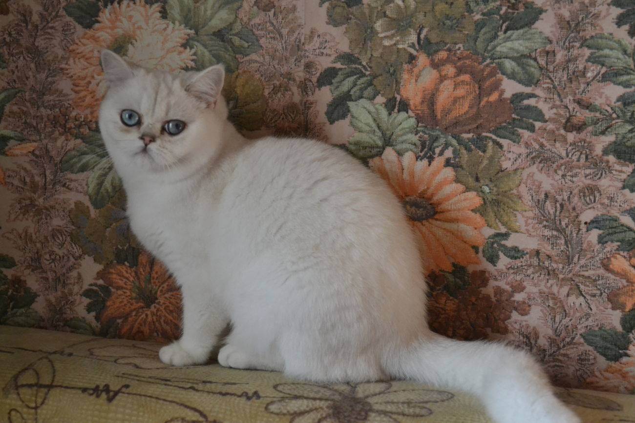 Серебристая шиншилла кошка – верх красоты и аристократизма