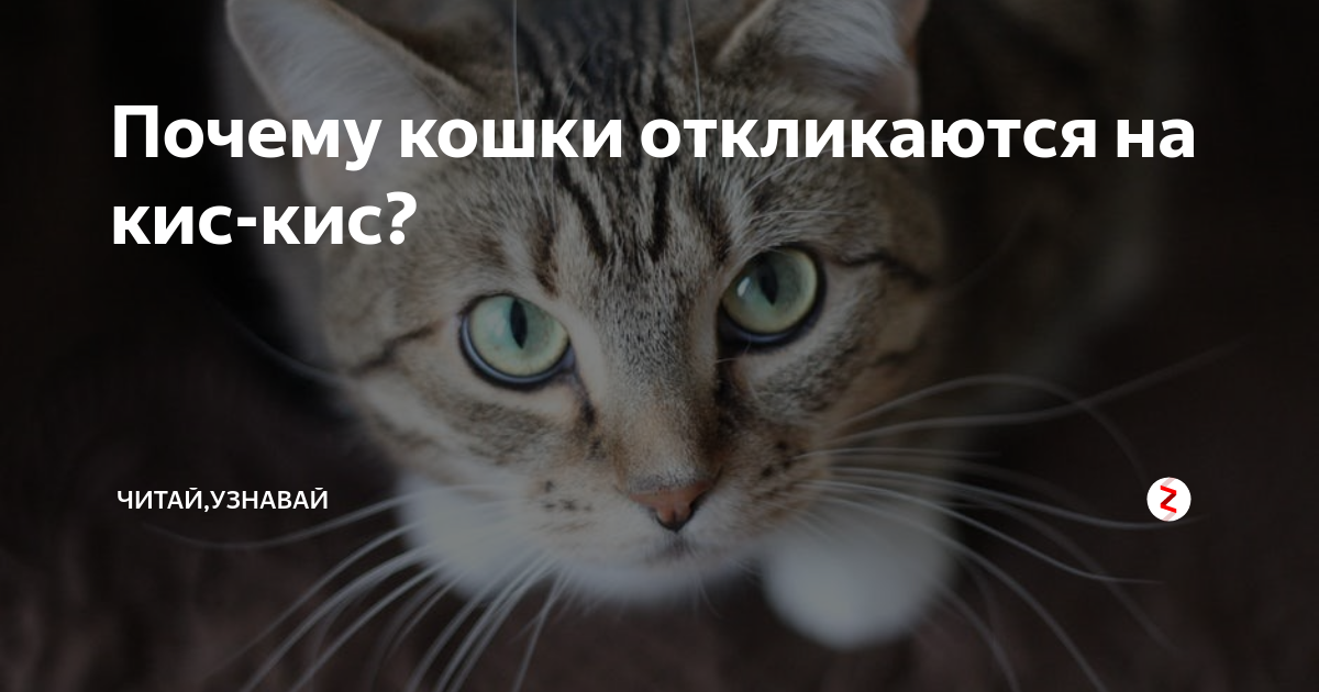 Почему большинство кошек откликается на кис-кис?: дневник группы «кошки - это кошки»: группы - женская социальная сеть myjulia.ru
