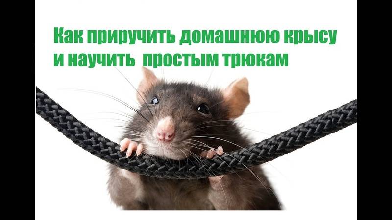 Как обучить крысу трюкам - wikihow