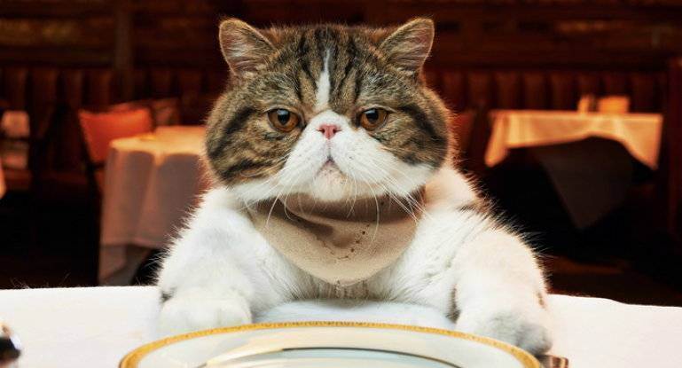 Чем кормить кастрированного кота: список разрешенных и запрещенных продуктов