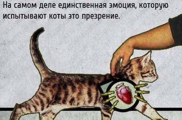 Кошка всегда мурлычет. Кошка мурчит. Чем мурчат коты. Как мурчат коты и почему. Почему коты урчат.