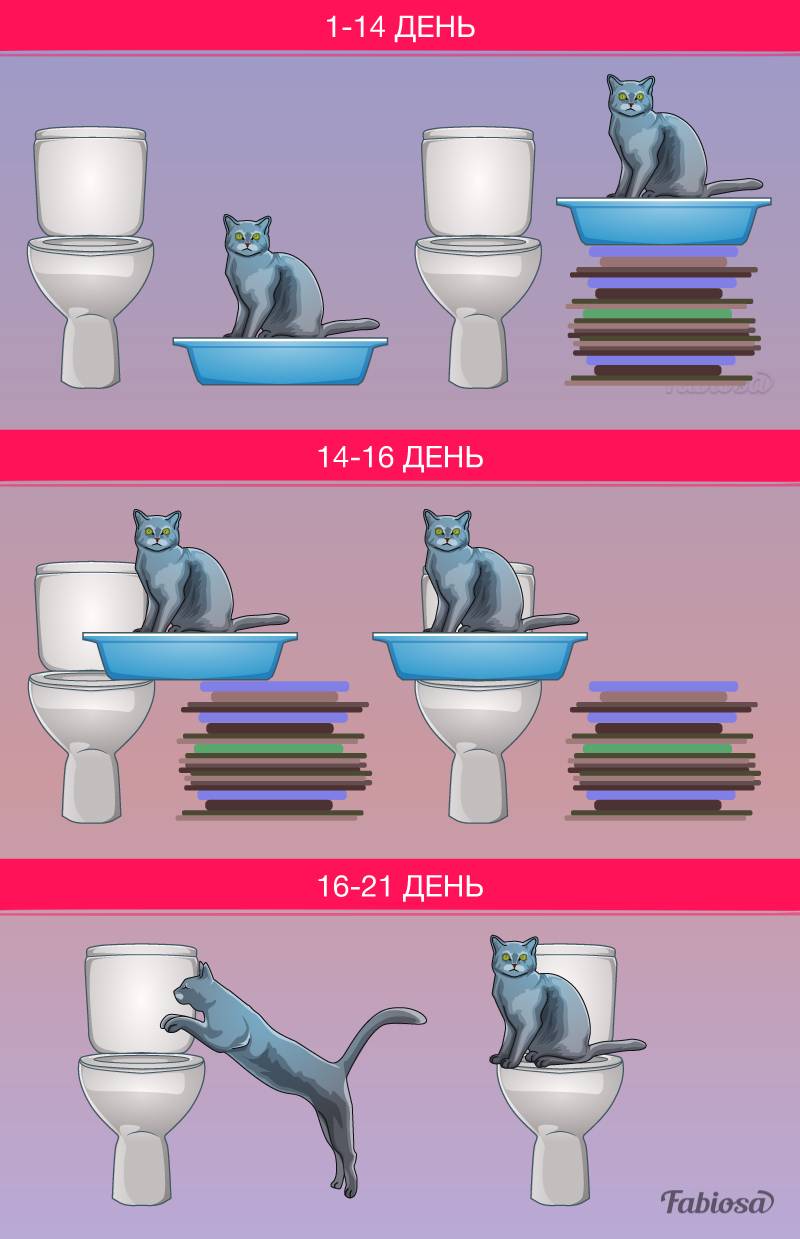 Как приучить кота к унитазу в домашних условиях