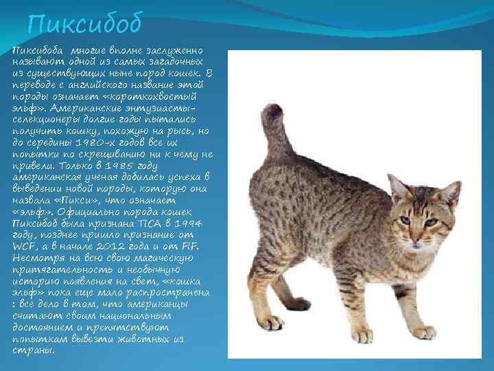 Кошка и коты пикси-боб: характер, описание породы; как выглядит длинношерстный шестипалый кот пиксибоб — показать хвост кошек