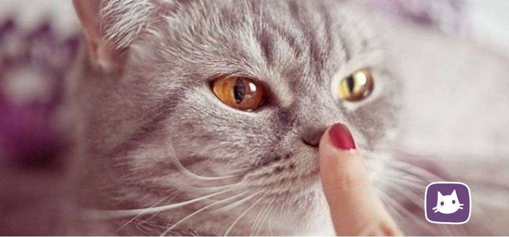 У кота холодный нос: причины и нужно ли беспокоиться | кот и кошка