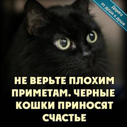 Черная кошка в доме — оберег от негатива