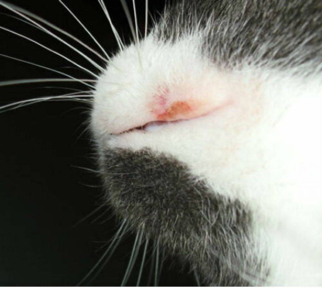 Кальцивироз у кошек и котов: симптомы и лечение кальцевирусной инфекции у котят и взрослых животных в домашних условиях