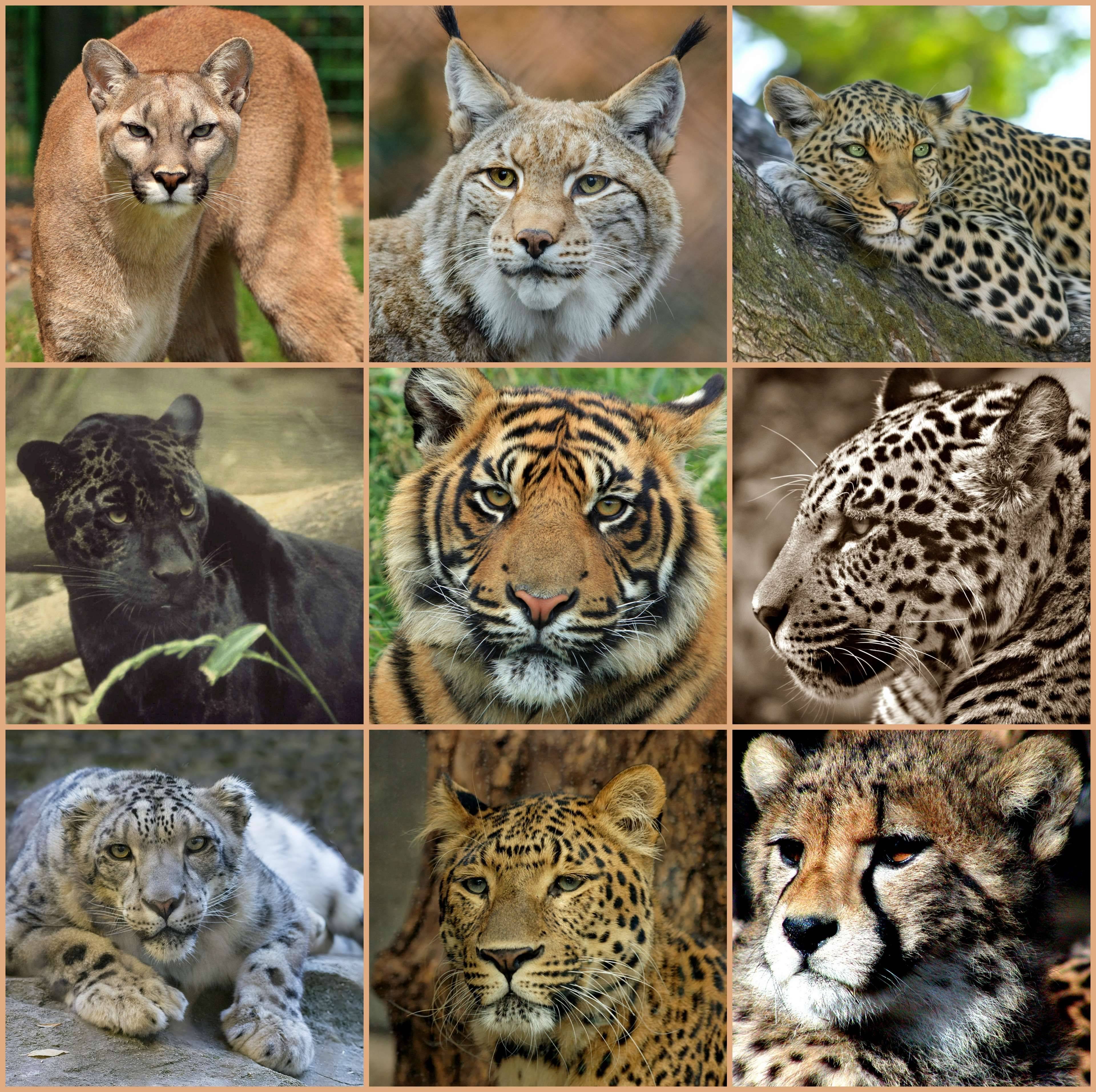 Семейство кошачьих – характеристика, представители, классификация и фото