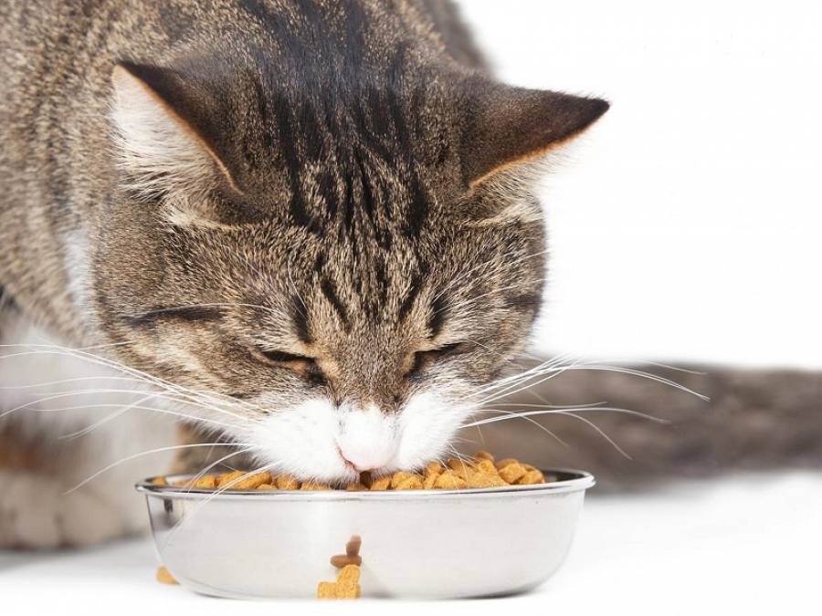 Кошачья полифагия — или почему ваша кошка постоянно хочет есть? — 4 лапки