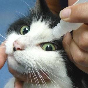 Почему у кота или кошки текут слюни изо рта | слюноотделение