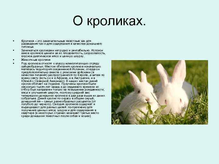 Декоративные кролики: породы, их описание и фото. домашние карликовые кролики: описание, уход, содержание
