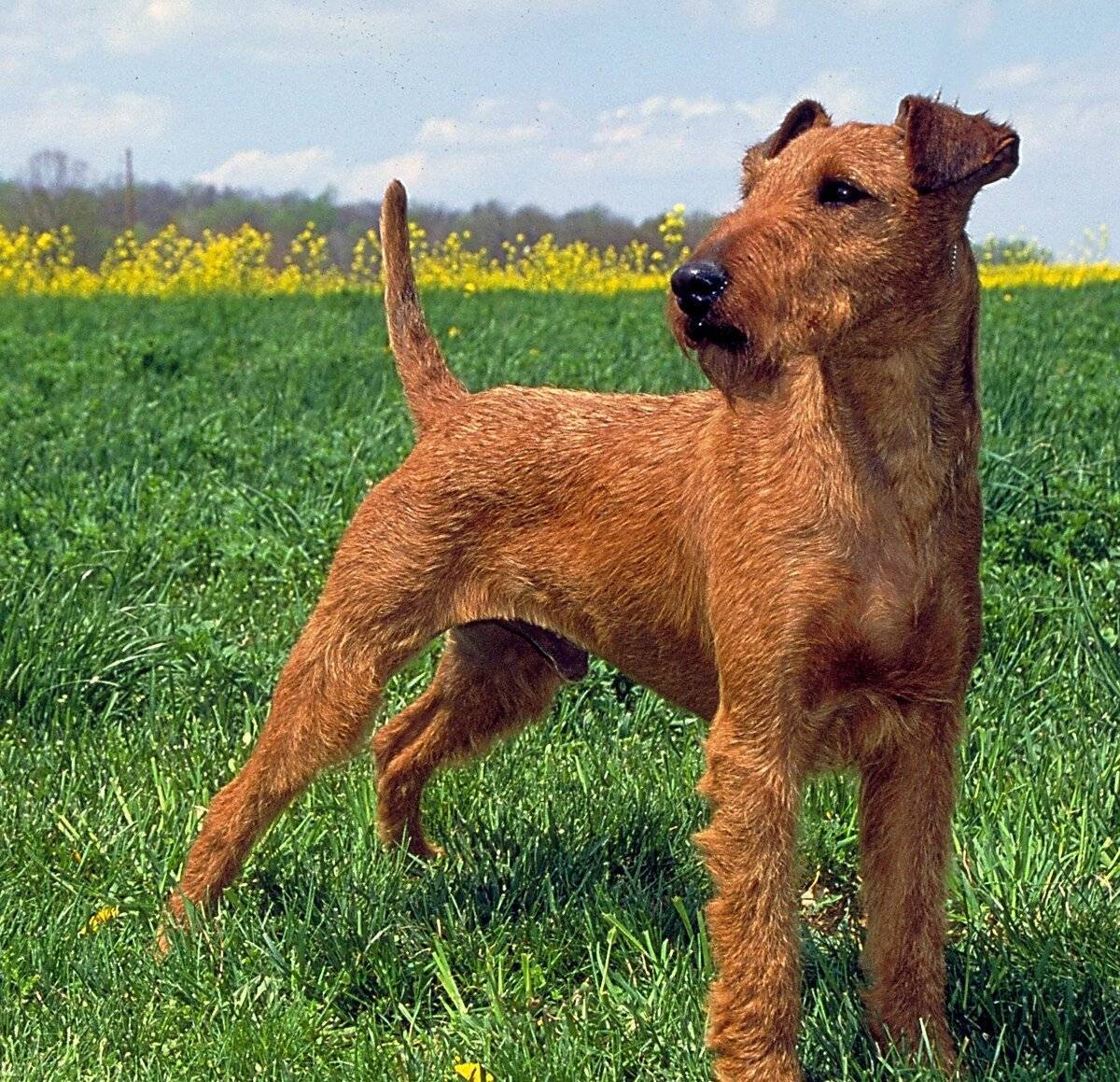 Ирландский терьер - порода собак. описание, особенности, история и фото