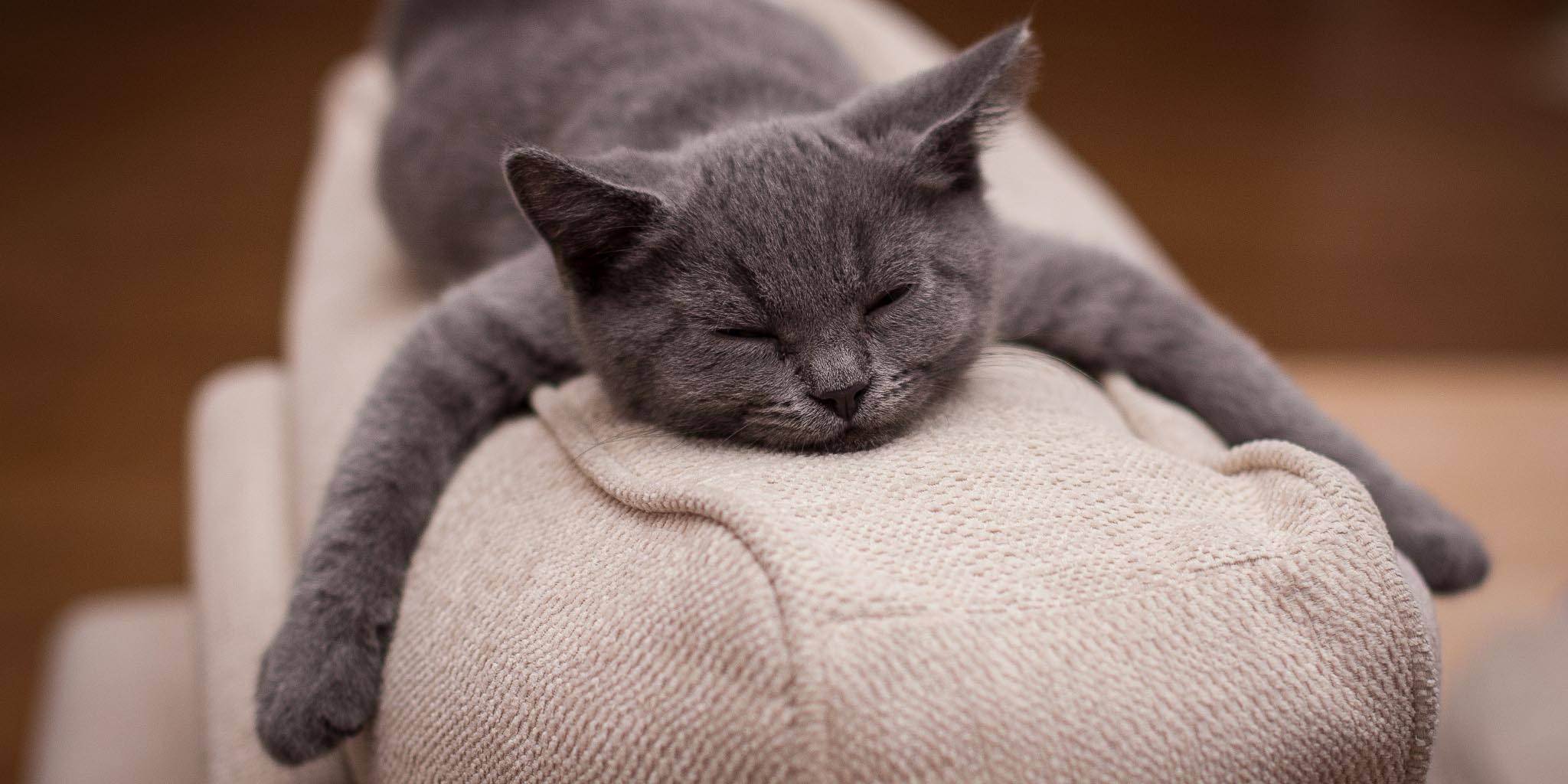 Антивандальная ткань для дивана от кошек: обзор лучших вариантов
