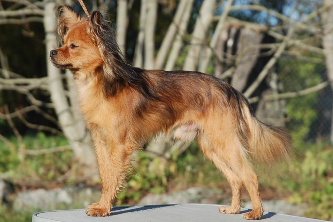 Алопекис собака: описание породы, фото, как выбрать и где купить щенка