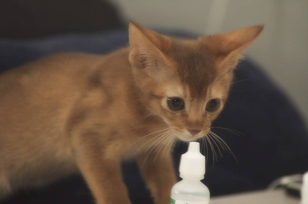 Как облегчить дыхание кошке. у кота заложен нос: как и чем лечить в домашних условиях
