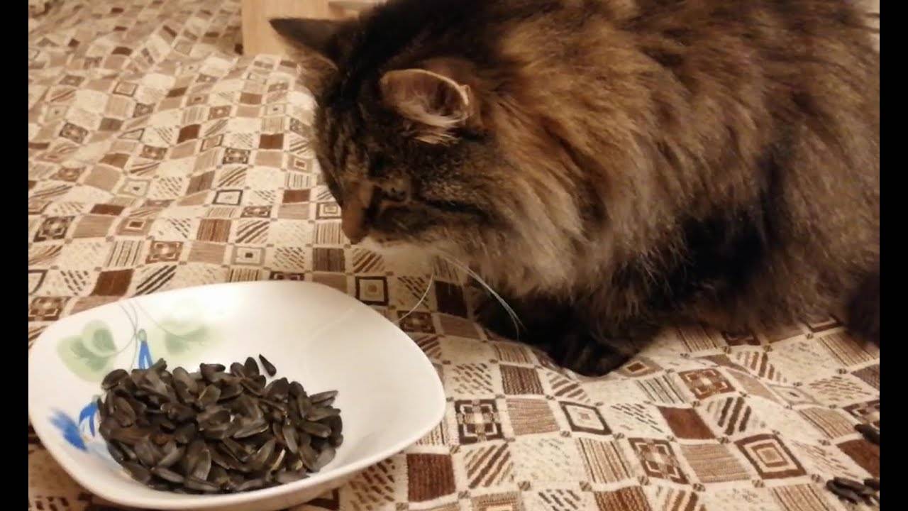 Кошка ест семечки: стоит ли переживать из-за пищевой привычки питомца