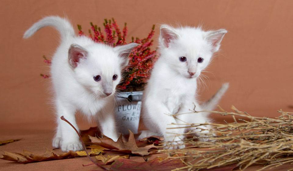 Топ 10: самые красивые породы кошек в мире — названия, краткое описание и фото