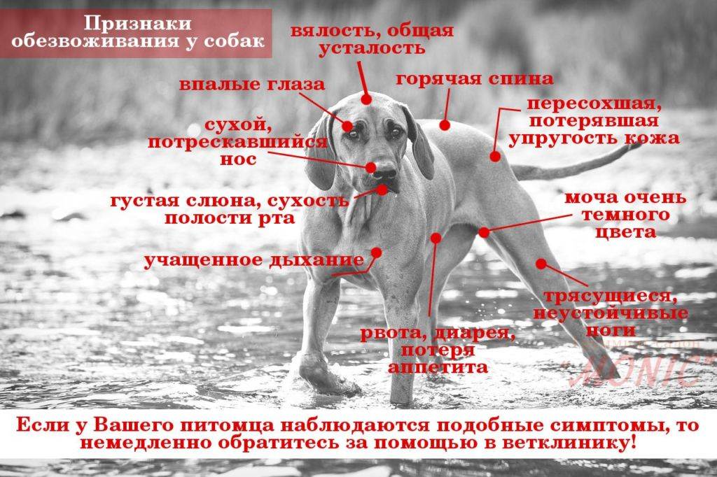 Понос у собаки: причины и лечение