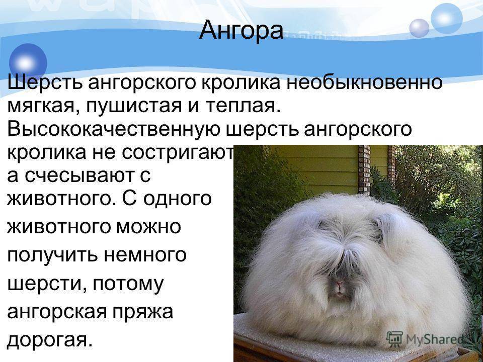 Ангорские пуховые кролики — описание и особенности содержания