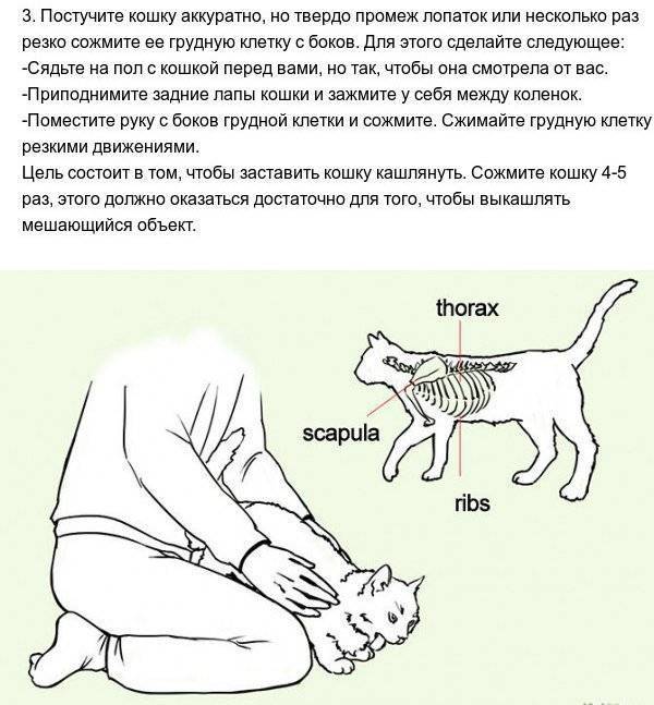 Все об атаксии у кошки: подробное описание состояния, принципы лечения