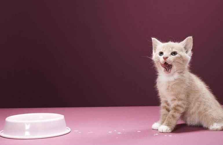 Чем кормить британских кошек: правильный рацион для котят, взрослых и пожилых питомцев