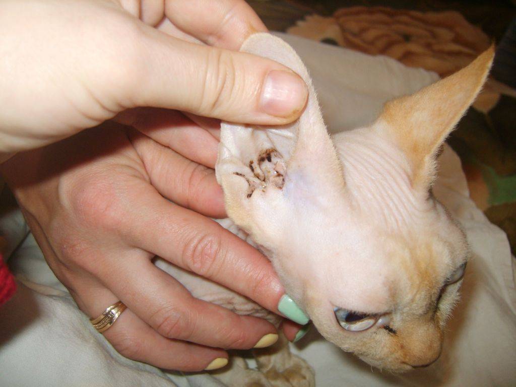 Как распознать и лечить чесоточного клеща у кошек