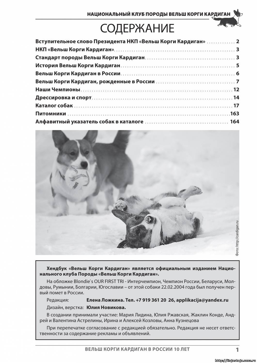 Собака корги пемброк: описание породы, фото