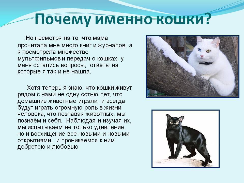Почему кошка дергает хвостом - причины и значение