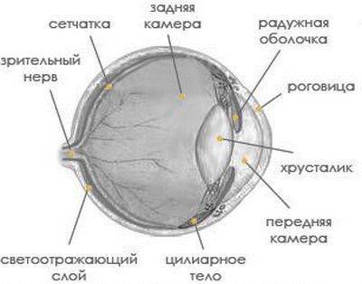 Как видят кошки: мир глазами питомца