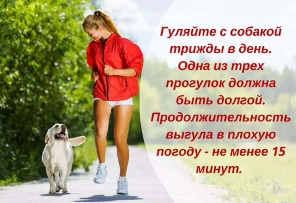 Сколько времени нужно гулять. Сколько надо гулять с собакой. День прогулки с собакой. Во сколько нужно выгуливать собаку. Сколько нужно гулять с собакой в день.
