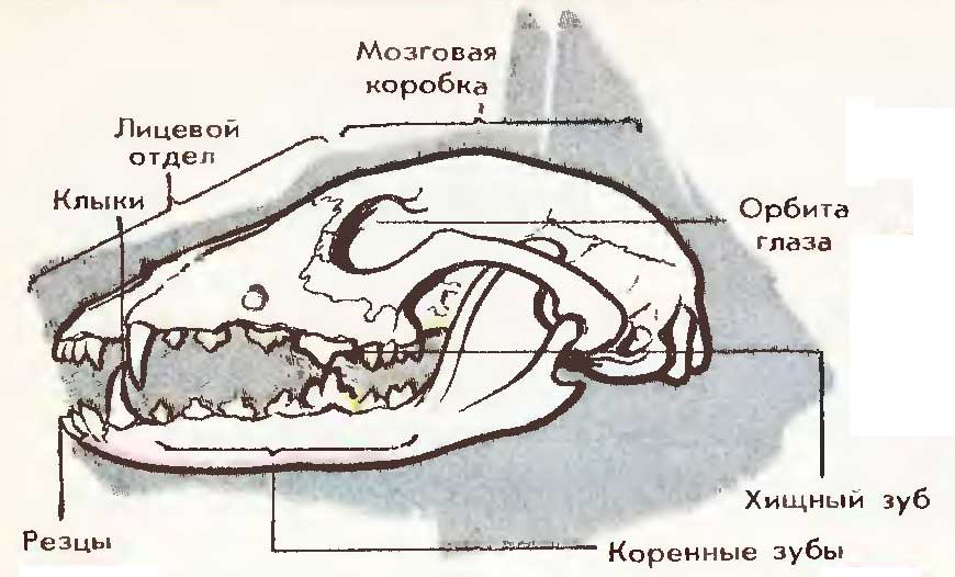 На рисунке изображена зубная система животного представители какого класса обладают таким набором з