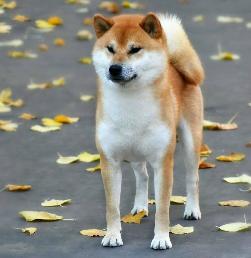 Японские породы собак: охотничьи и сторожевые, большие и маленькие псы с фото и названиями