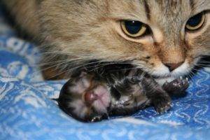 Помощь кошке, которая рожает в домашних условиях: как начинаются роды и рождаются котята, чем помочь питомице?