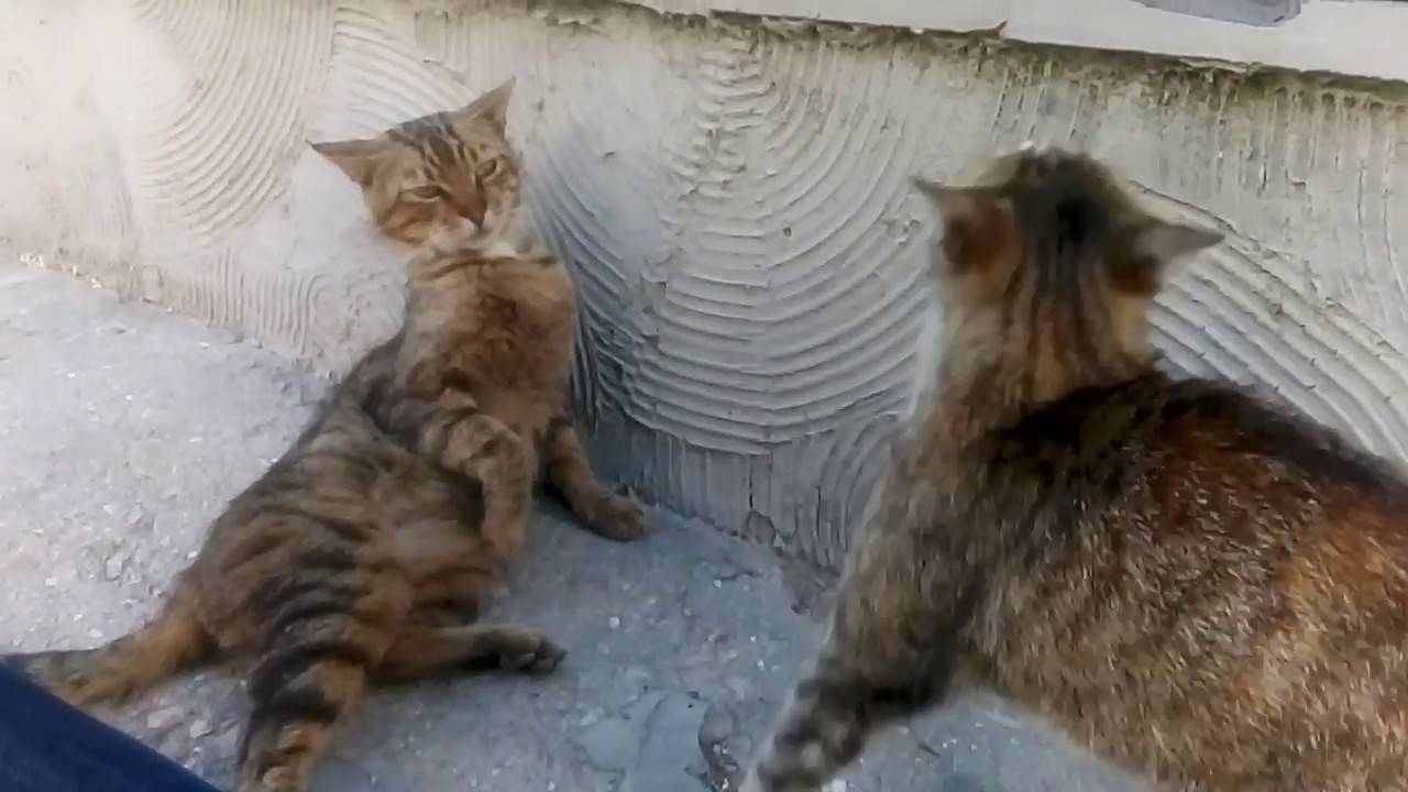 Почему кошка не подпускает кота во время течки и что делать | my darling cats