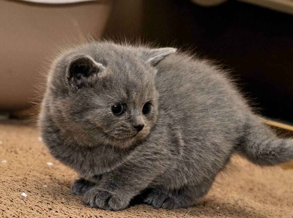 Как назвать британскую кошку-девочку серого цвета? популярные и интересные клички для кошек британской породы