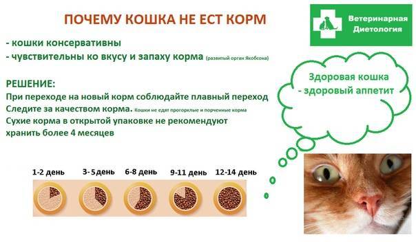 Трихобезоары в желудке: что делать, когда кот блюет шерстью