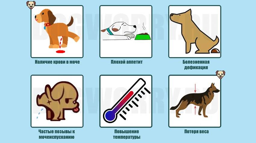 Цистит у собаки: все о неприятном заболевании
