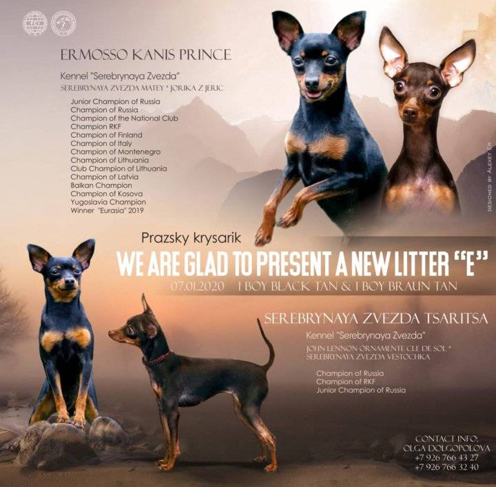 Пражский крысарик – самая миниатюрная порода в европе |